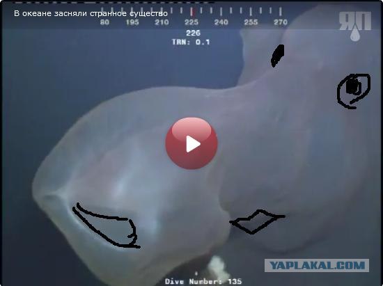 В океане засняли странное существо