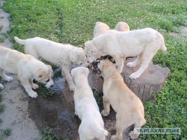 Драка сКотов