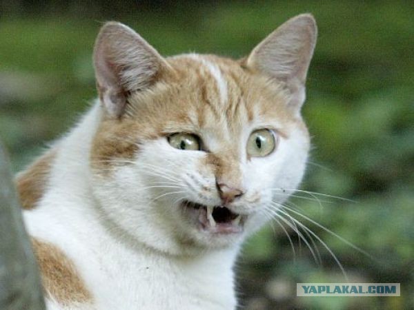 В Одесской области спасатели освободили кота, который застрял в одном из отверстий бетонной плиты