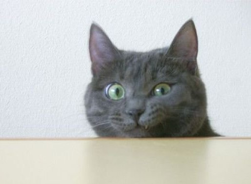 Котовторнику посвящается