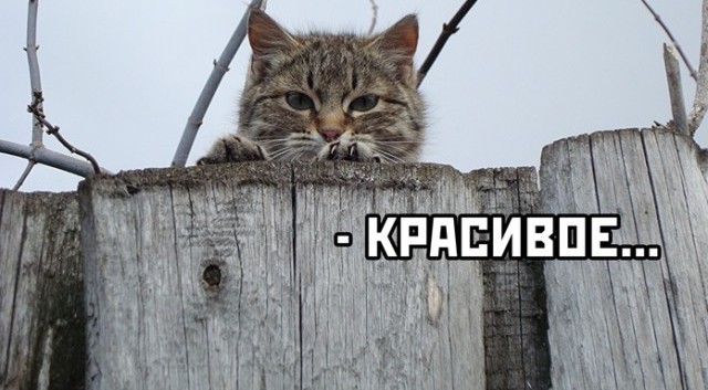 Как в будущем выглядят кранты