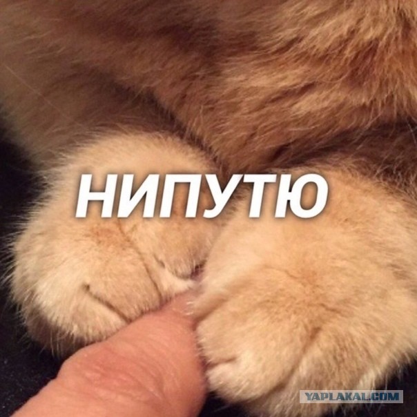 Тигр напал на человека