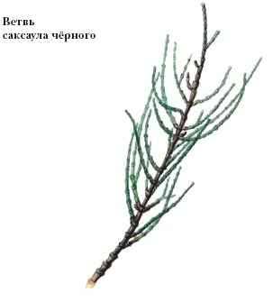 21-летний пакистанец два года продавал свою мочу через маркетплейсы под видом верблюжьей
