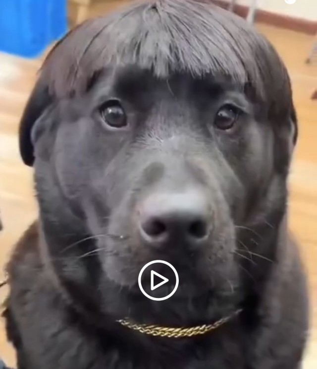 Когда хозяин идиот