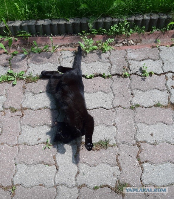 Вернули котёнка