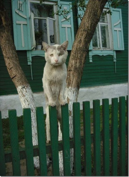 Кошачьи общественные бани