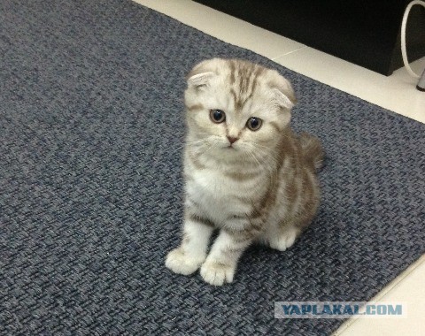 Котовторник  10.12.2013