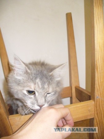 Котовторник   15.04.2014
