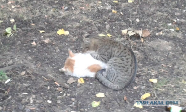 Котовторник 23.09.2014.