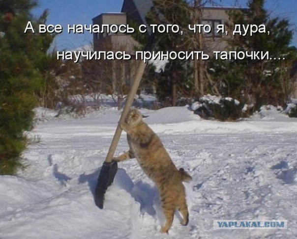 Кенгуру