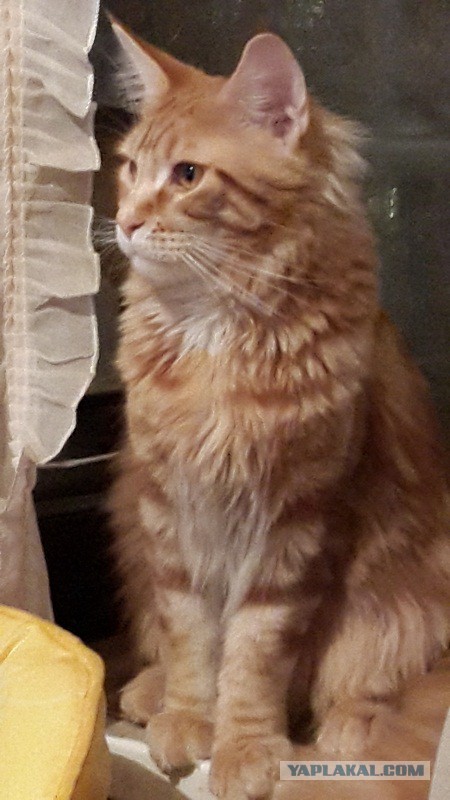 Котовторник 7.10.2014