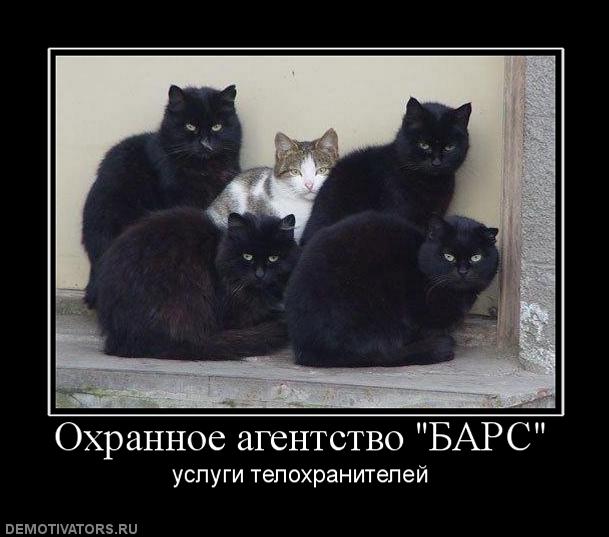 Коты - телохранители
