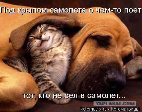 Весёлое из сети