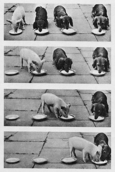 Идеальное преступление