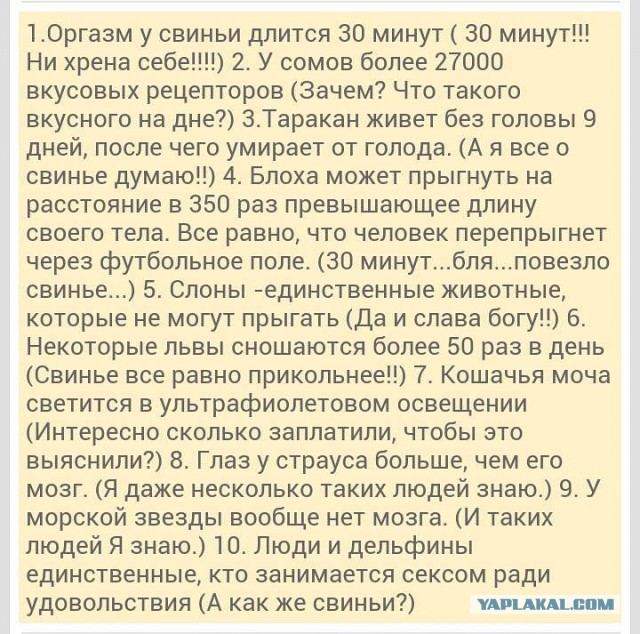 Прикольные картинки из сети