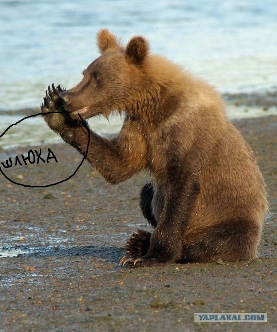 Сорвалась, слабачка