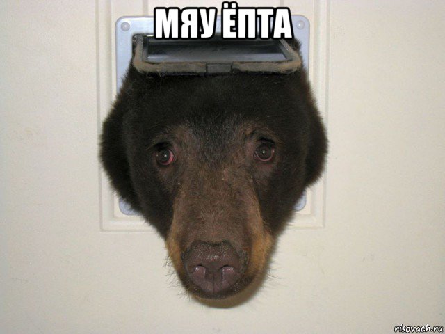 Медведь пришел в гости