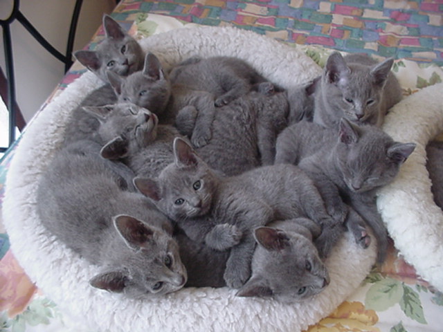 Коты, кошки, котята