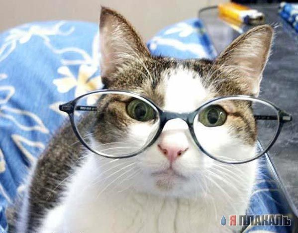 Коты, кошки, котята