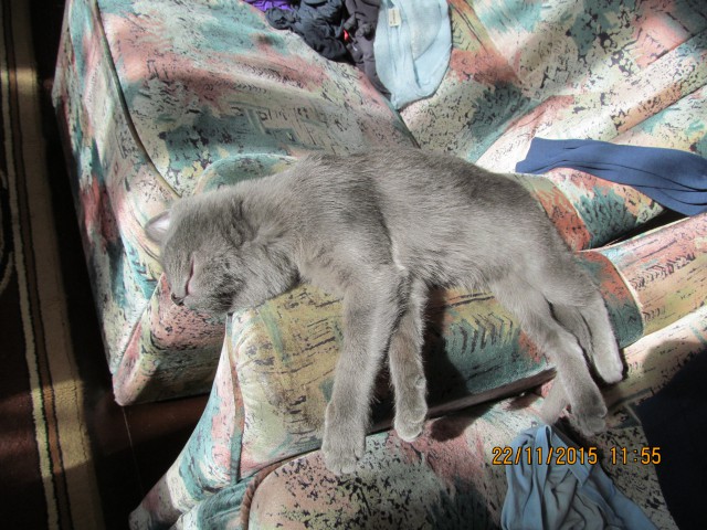 Котовторник 15.12.2015