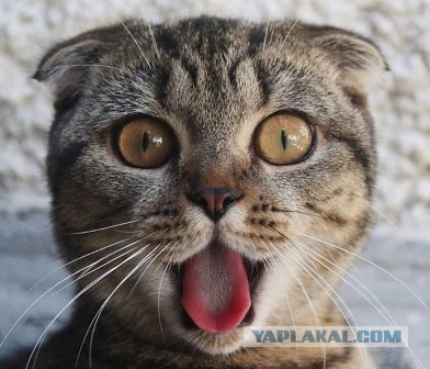 Разные картинки