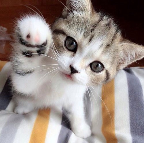 Веселые картинки