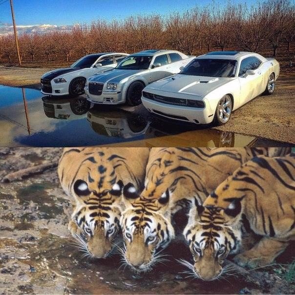 Картинки на пятницу