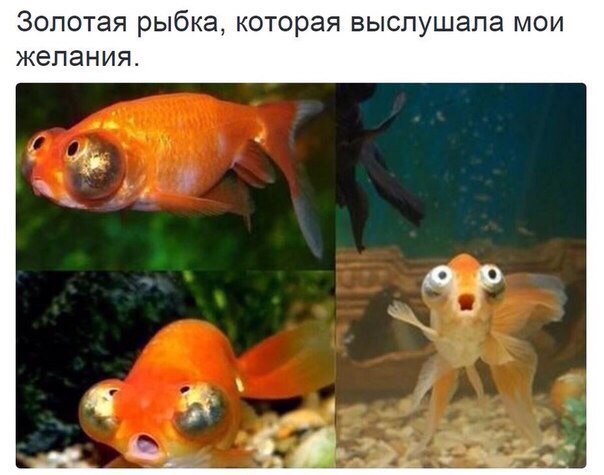 Мохнатые беспредельщики