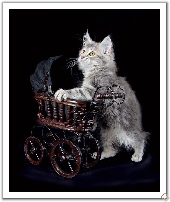 Вторничные кошаки