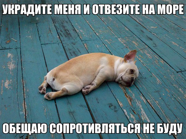 Прикольные животные