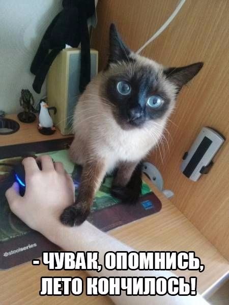 Картинки и приколы из сети