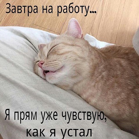 Прикольные животные