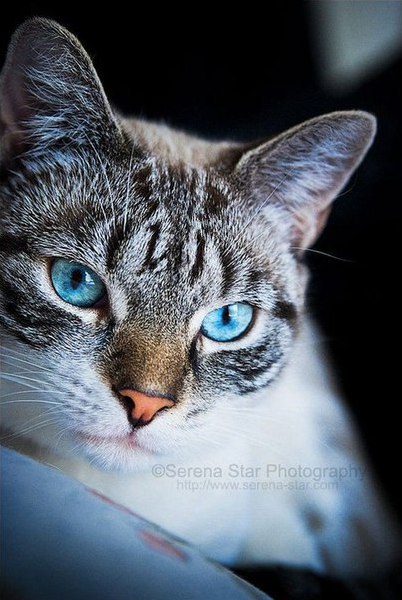 Коты и Кошки