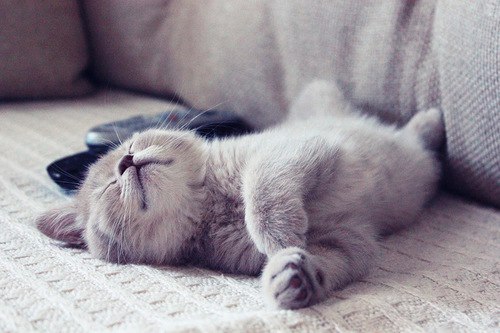 Коты и Кошки