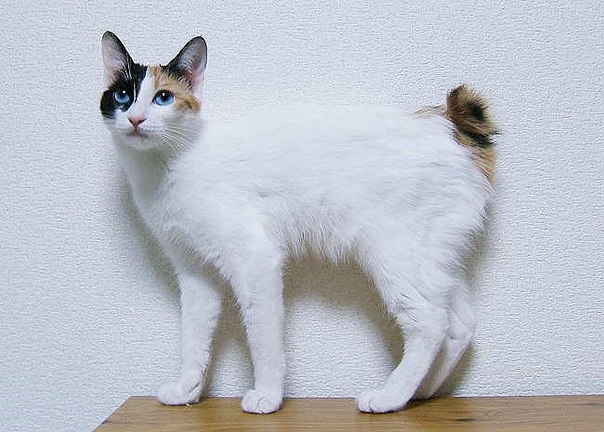 Коты и Кошки