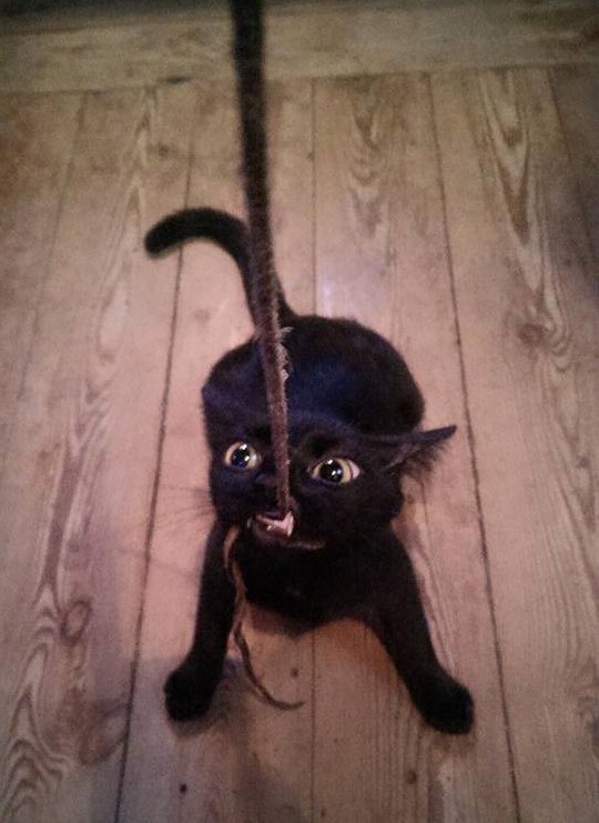 Коты и Кошки