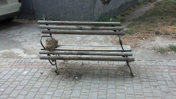 Коты и Кошки