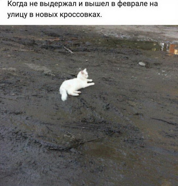 Прикольных котов пост