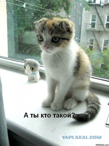 Котовторник на ЯПлакалъ (03.06), котята (31 шт)