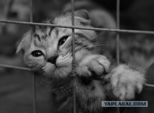 Котовторник на ЯПлакалъ