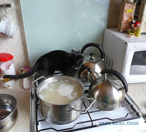 Котовторник на ЯПлакалъ: Кото и кто-то!