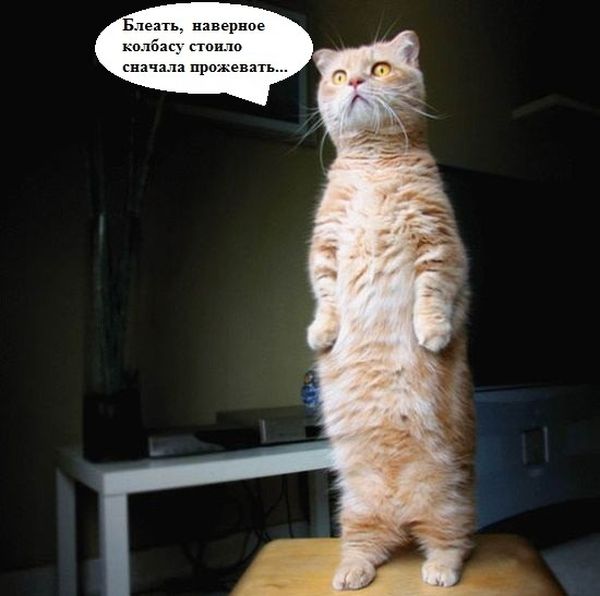 Котовторник 20.12.2011
