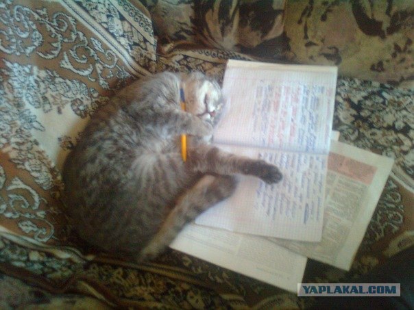 Котовторник 17 января