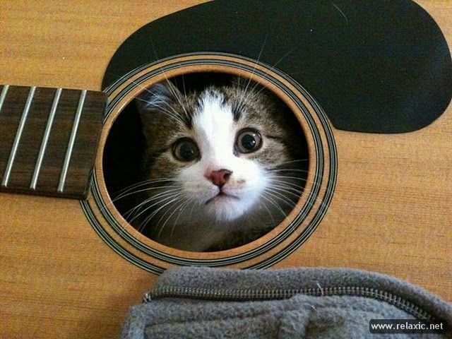 Котовторник (07.02.2012)
