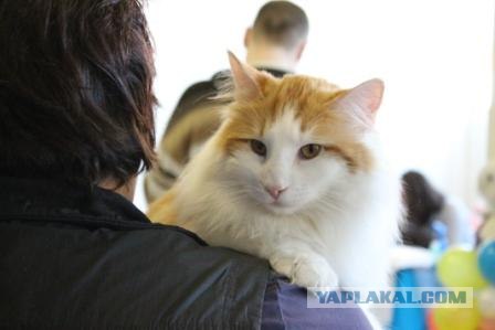 Котовторник 27.03.2012