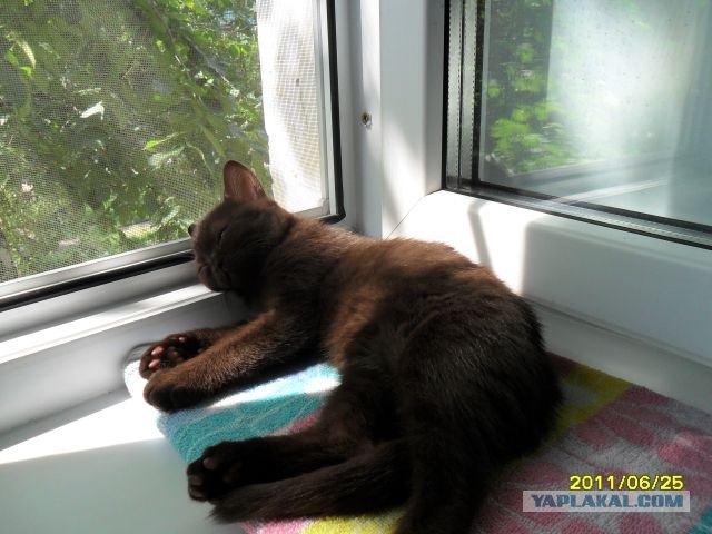 Котовторник (15.05.2012)
