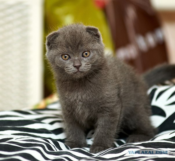 Котовторник 31.07.2012 г.