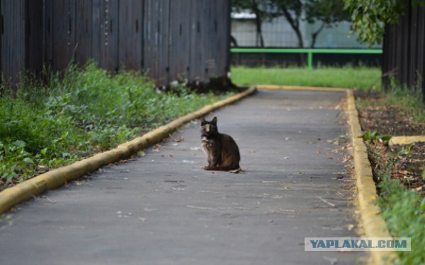 Котовторник  28.08.12