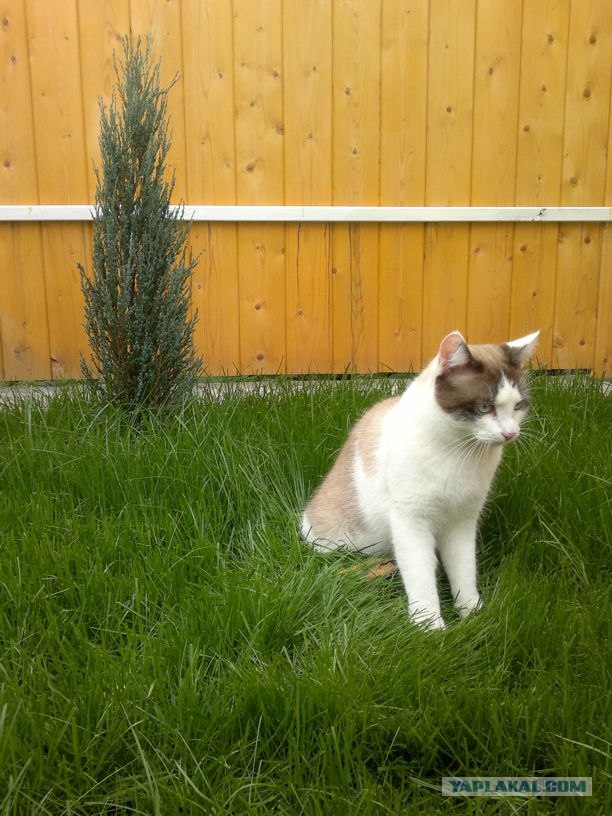 Котонянька и котовторник