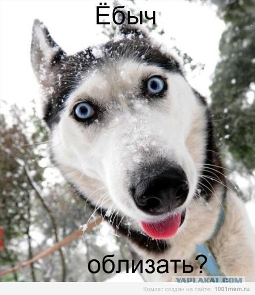 Собака — Улыбака :)